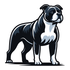 Obraz premium Pitbull bulldog full body vector illustration, Full-length portrait of a standing animal pet pitbull terrier dog. Design template isolated on white background