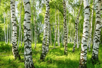 Badkamer foto achterwand White birch trees in the forest in summer © romanets_v