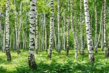 Badkamer foto achterwand White birch trees in the forest in summer © romanets_v