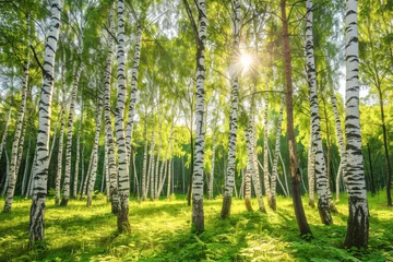 Fotobehang White birch trees in the forest in summer © romanets_v