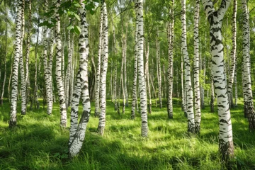 Zelfklevend Fotobehang White birch trees in the forest in summer © romanets_v