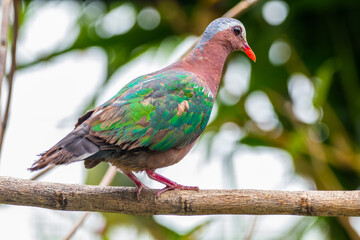 The emerald dove or common emerald dove (Chalcophaps indica), also called Asian emerald dove and grey-capped emerald dove