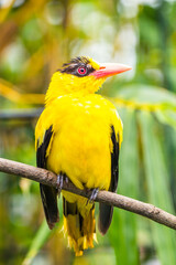 The black-naped oriole is medium-sized and overall golden with a strong pinkish bill and a broad black mask and nape
