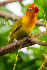 Fischer's lovebird (Agapornis fischeri) is a small parrot species of the genus Agapornis.