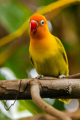 Fischer's lovebird (Agapornis fischeri) is a small parrot species of the genus Agapornis.