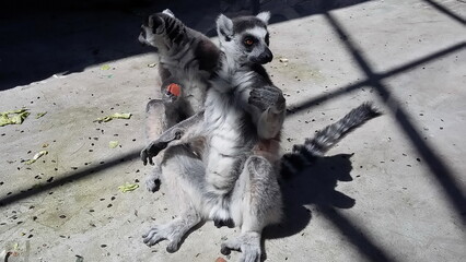 Ring-tailed lemurs family is busy with its own business