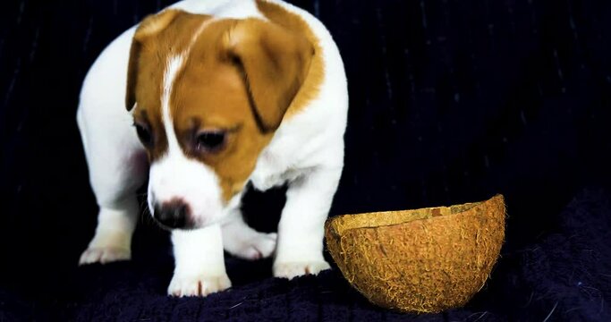 small Jack Russell puppy sniffs a coconut shell. Raising and caring for puppies