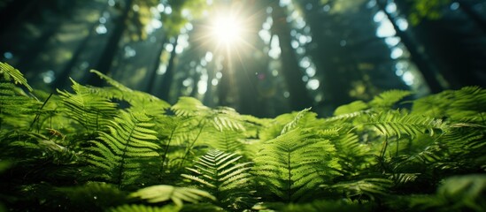 Beautiful green fern in the forest with sunlight. Nature background - obrazy, fototapety, plakaty