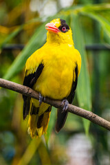The black-naped oriole is medium-sized and overall golden with a strong pinkish bill and a broad black mask and nape