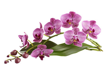 Naklejka na ściany i meble Orchid Plant Isolated on Transparent Background