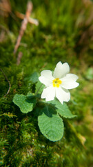 Flores blancas fluorescentes en arbusto silvestre