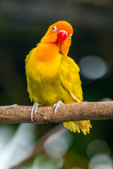 Fischer's lovebird (Agapornis fischeri) is a small parrot species of the genus Agapornis.