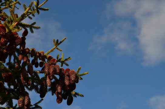 Pine cones on blue sky background. Selective focus with copy space