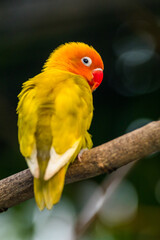 Fischer's lovebird (Agapornis fischeri) is a small parrot species of the genus Agapornis.