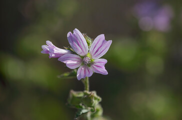 Fototapeta premium Wild flower macro