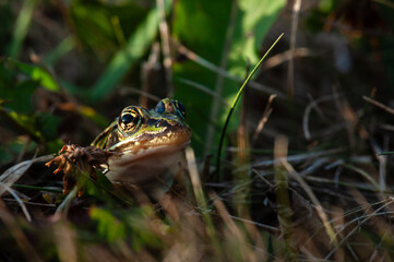 Northern Leopard Frog peering out from the grass.