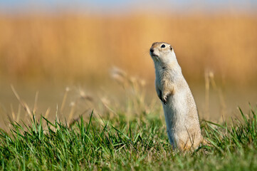 A watchful Richardson's Ground Squirrel standing on hind legs.