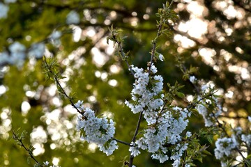 blossoming apple tree