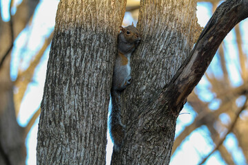 Squirrel in between tree trunks