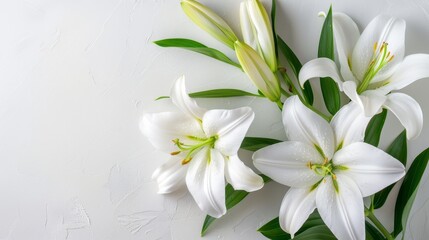 Funeral lily on white background with spacious area available for text placement