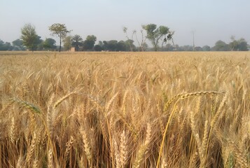 A golden field of wheat under the Italian sun