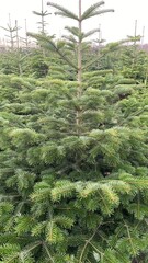 Fir trees in the park with lots of green