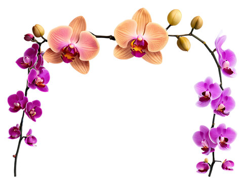 A vibrant and eye-catching set of colorful orchid flowers on a branch, isolated on a transparent PNG background for versatile use in design projects