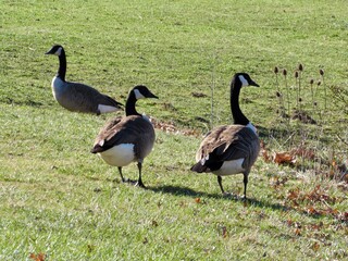 geese on the grass