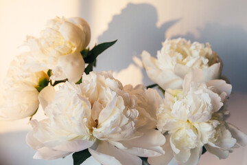 White peony flowers in soft sunset light. Lush peonies against shadows in the soft evening light on a neutral background. Golden sunset light, delicate petal texture, atmosphere aesthetic spring bloom