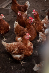 Chickens and rooster on traditional free range poultry farm