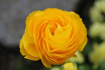 Rose jaune