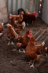 Chickens and rooster on traditional free range poultry farm