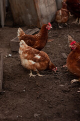 Chickens and rooster on traditional free range poultry farm