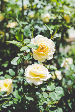 Close Up Bloom Photo of Yellow English Rose on Rose Shrub Bush During the Middle of the Day, Sunny Rose Garden Photograph Taken in Arkansas