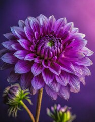 vibrant purple flower
