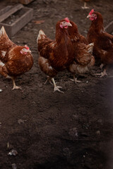 Chickens and rooster on traditional free range poultry farm