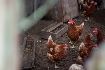 Chickens and rooster on traditional free range poultry farm
