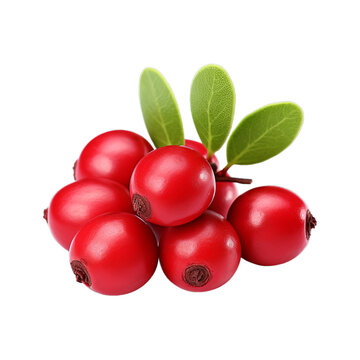 Bearberry isolated on transparent png background. Generative ai