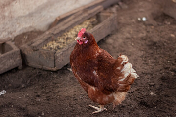 Chickens and rooster on traditional free range poultry farm