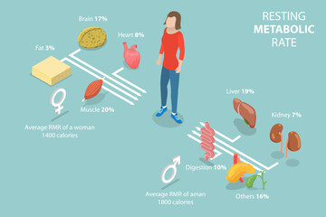 3D Isometric Flat Vector Illustration of Resting Metabolic Rate , Calories Consumption for Everyday Performances