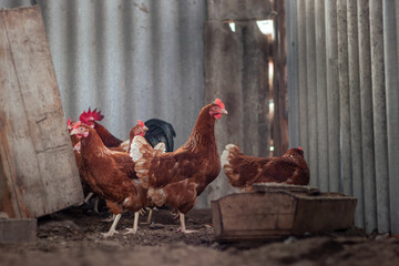 Chickens and rooster on traditional free range poultry farm