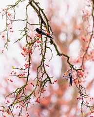 Rain falls on red berries of Mountain Ash or Rowan tree 