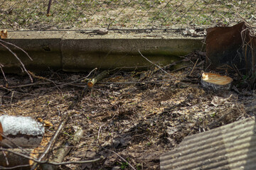 The sawn and felled branches and tree trunks from old trees were piled up in large heaps. Sanitary cutting of old trees.