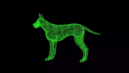 3D Dog Great Dane on black background. Pet concept. Large purebred dog. Business advertising backdrop. For title, text, presentation. 3d animation