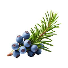 Juniper Berry isolated on transparent png background. Generative ai
