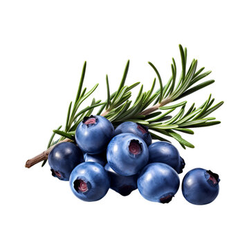 Juniper Berry isolated on transparent png background. Generative ai
