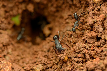 Working ants create a network of nests in the ground by lifting and removing soil by using their mouthparts.