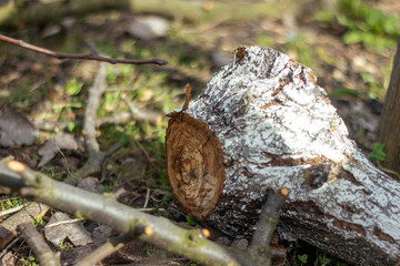 Fototapeta premium The sawn and felled branches and tree trunks from old trees were piled up in large heaps. Sanitary cutting of old trees.