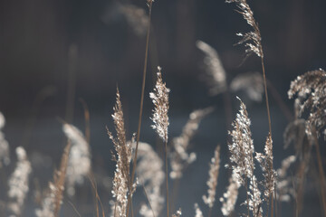 reed in the sun's rays