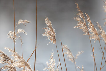 reed in the sun's rays